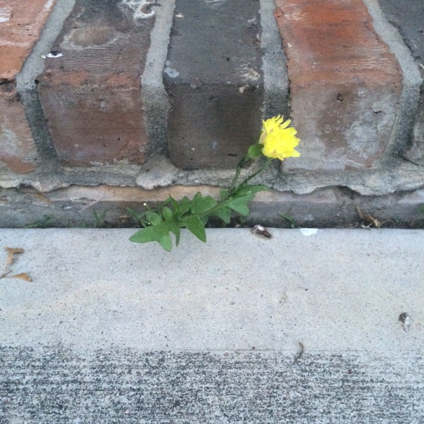 little yellow flower