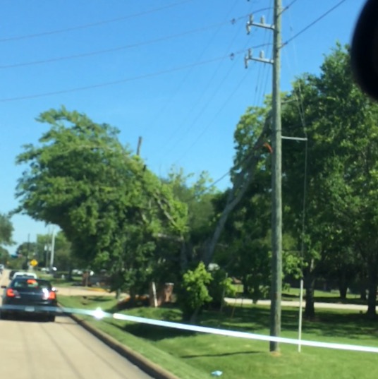 shaped tree neighborhood