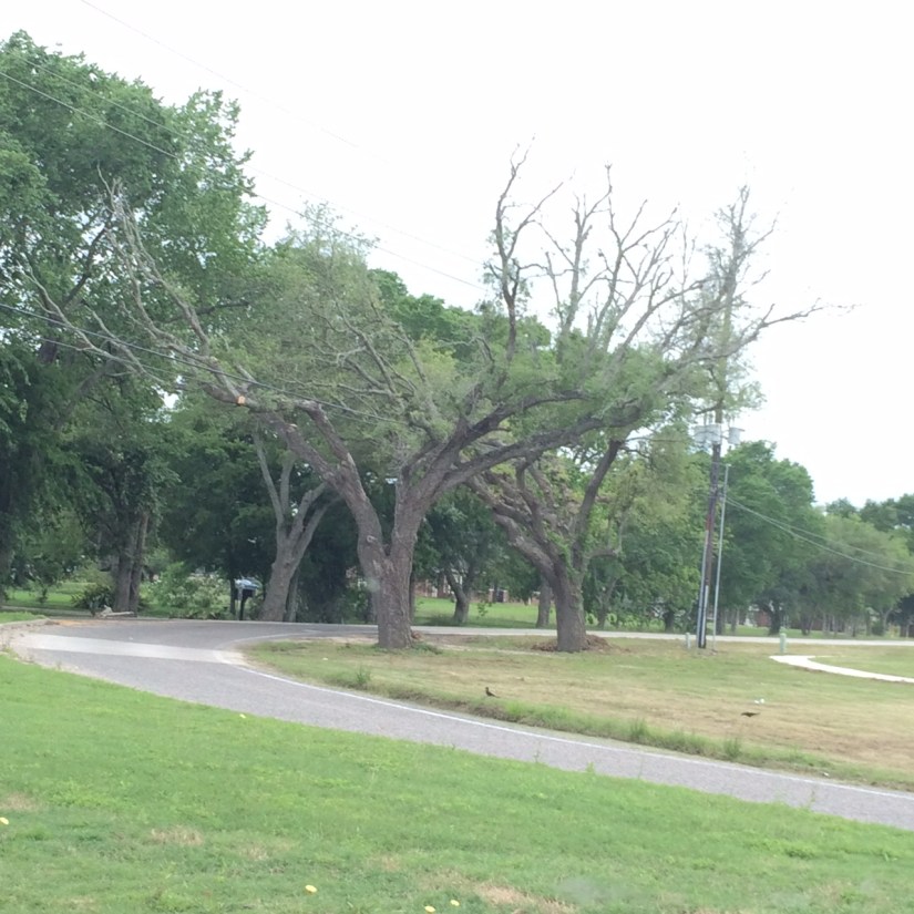 starbuck shaped tree